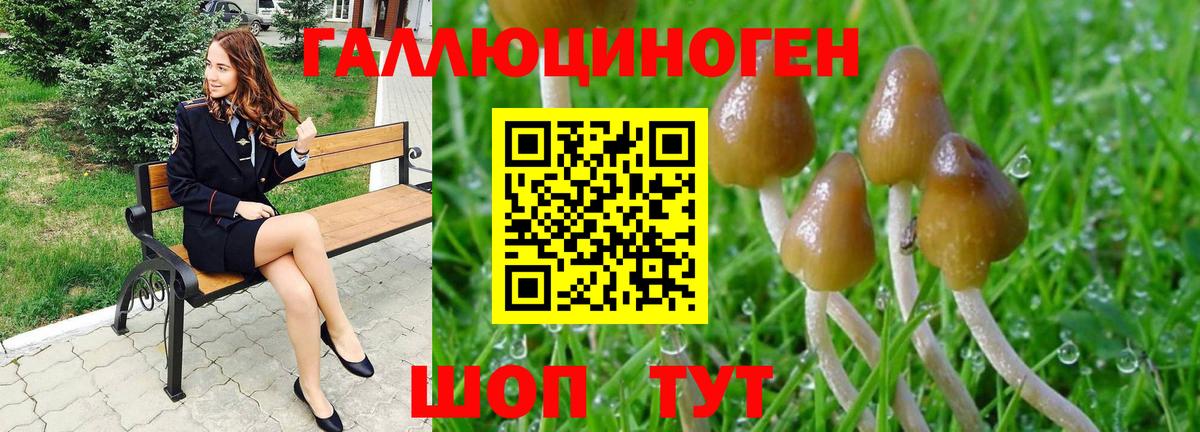 Галлюциногенные грибы Psilocybine cubensis Бузулук